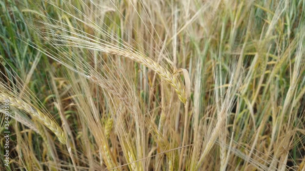 ripe grain crops in a farmer's field, ripe rye and wheat, ears of grain on a summer day.