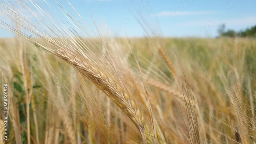 ripe grain crops in a farmer's field, ripe rye and wheat, ears of grain on a summer day. ripe grain crops in a farmer's field, ripe rye and wheat, ears of grain on a summer day.