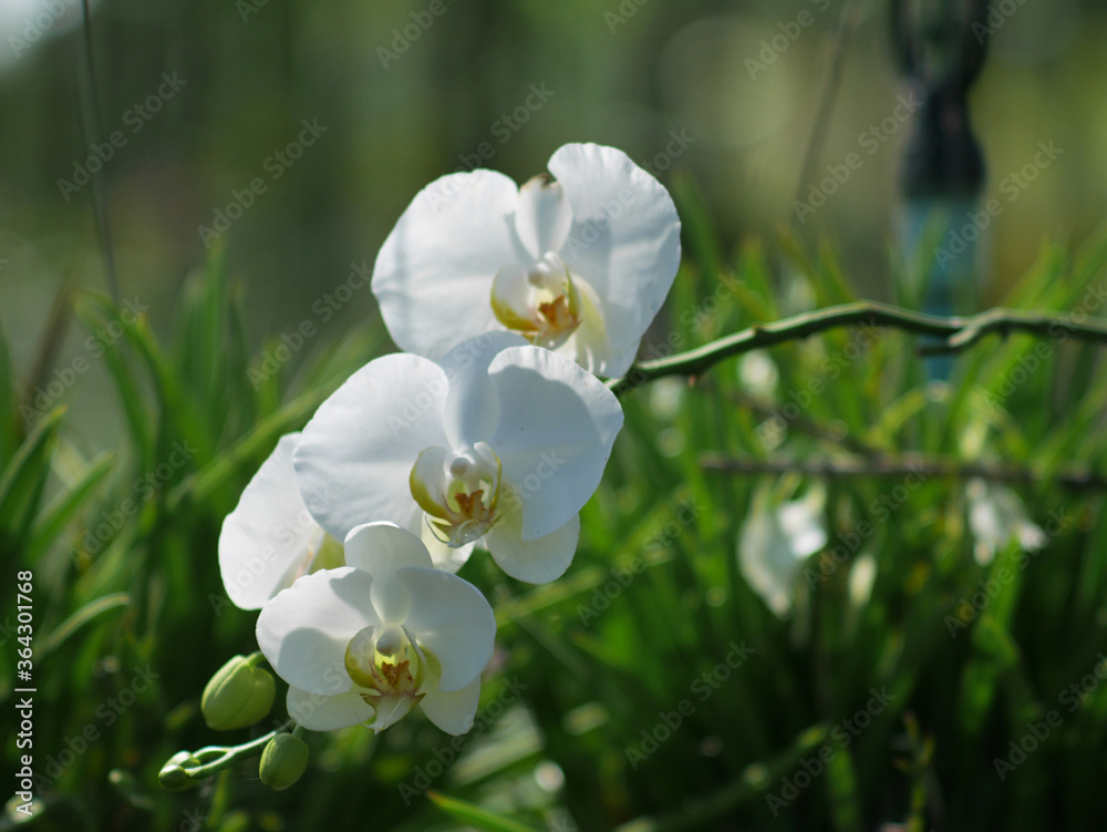 Obraz premium Orchid flower in garden at winter or spring day concept design.