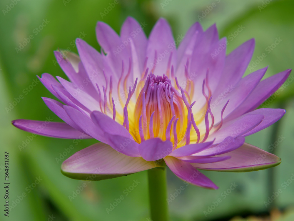 Close-up of lotus flower on the pond. Close-up of lotus flower on the pond.
