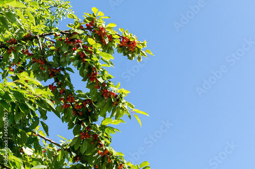 A Cherry tree on a sunny summer day with a lot of berry hanging to be picked
