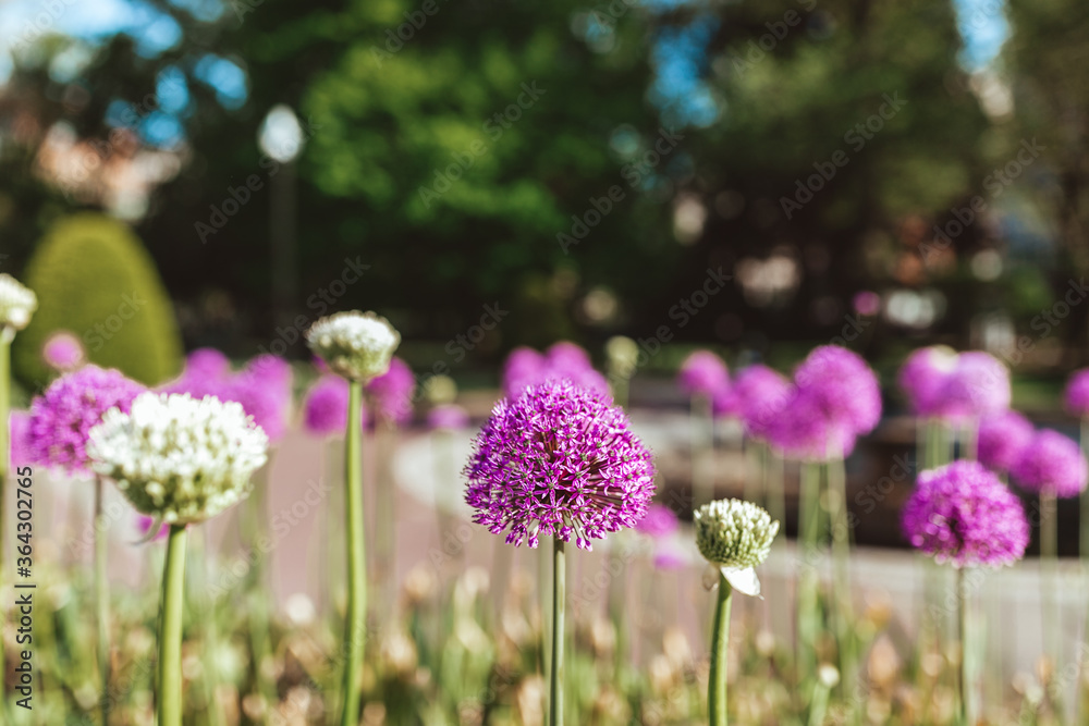 Obraz premium purple magenta flowers in the garden