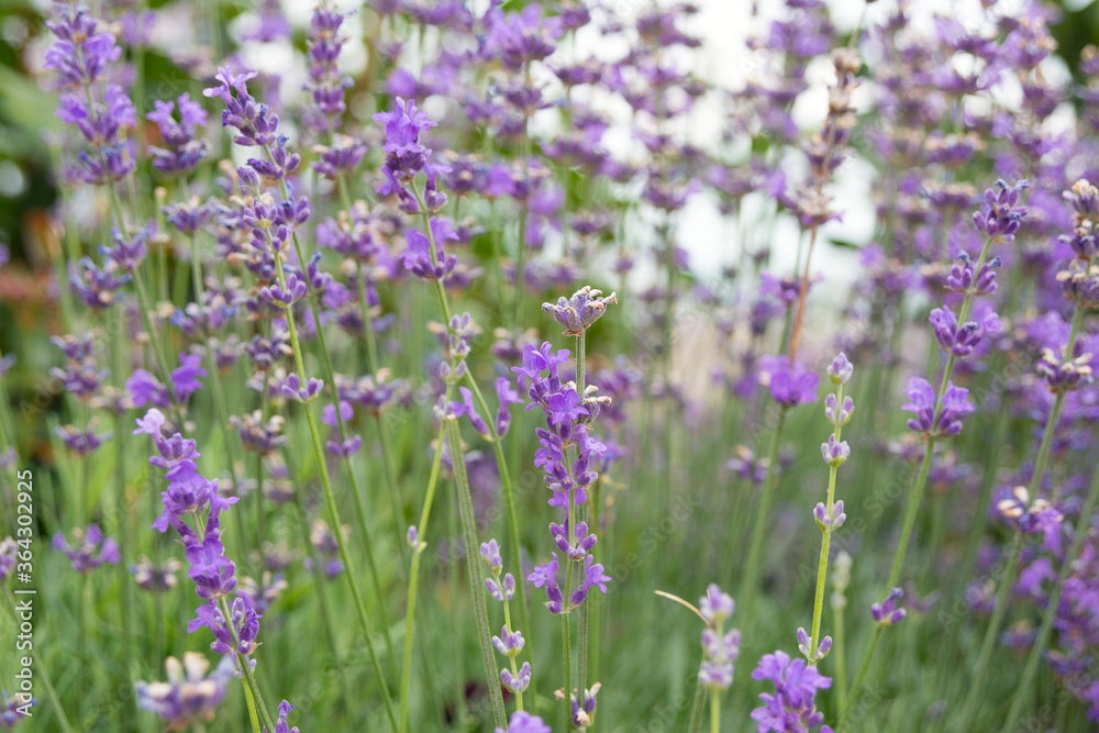 Naklejka premium Purple blurry lavender flowers closeup. A closeup. Flower texture.
