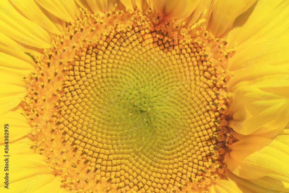 Obraz premium Sunflower flower close-up. Blurred closeup. Texture.