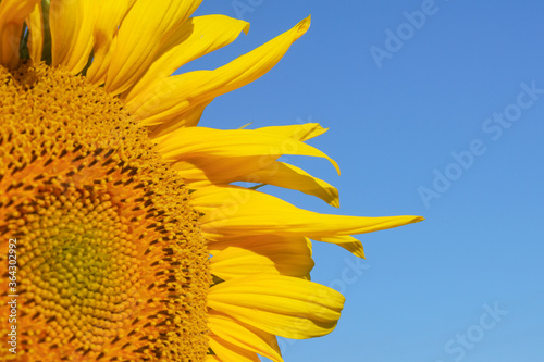 Sunflower flower close-up on a background of blue sky. Travel Ukraine.