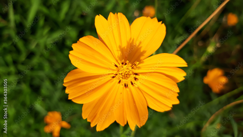 Beautiful marigold Flower. Close up of Colorful Pot Marigold flower