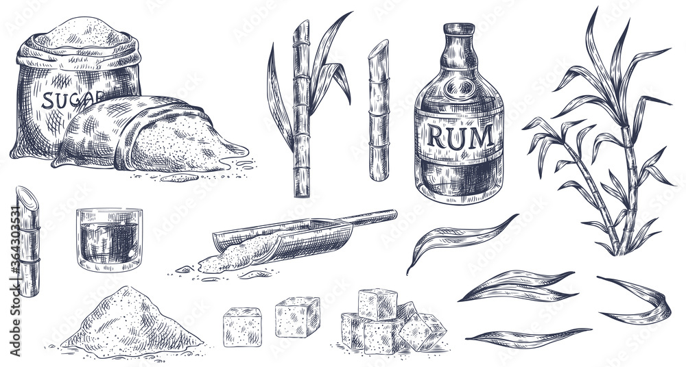 Hand drawn sugar cane. Sketch cane harvest, sugar sack and cubes, stalks sweet leaves organic plants, glass and bottle of rum vintage vector illustration. Product for alcohol drink manufacture - obrazy, fototapety, plakaty 