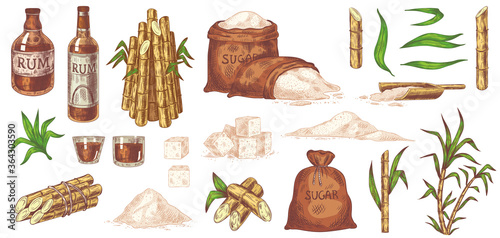 Hand drawn sugarcane and rum. Stalks and leaves plants sugarcane, sugar sack and cubes, glass and bottle of rum vintage sketch vector set. Organic plant and alcohol drink isolated on white