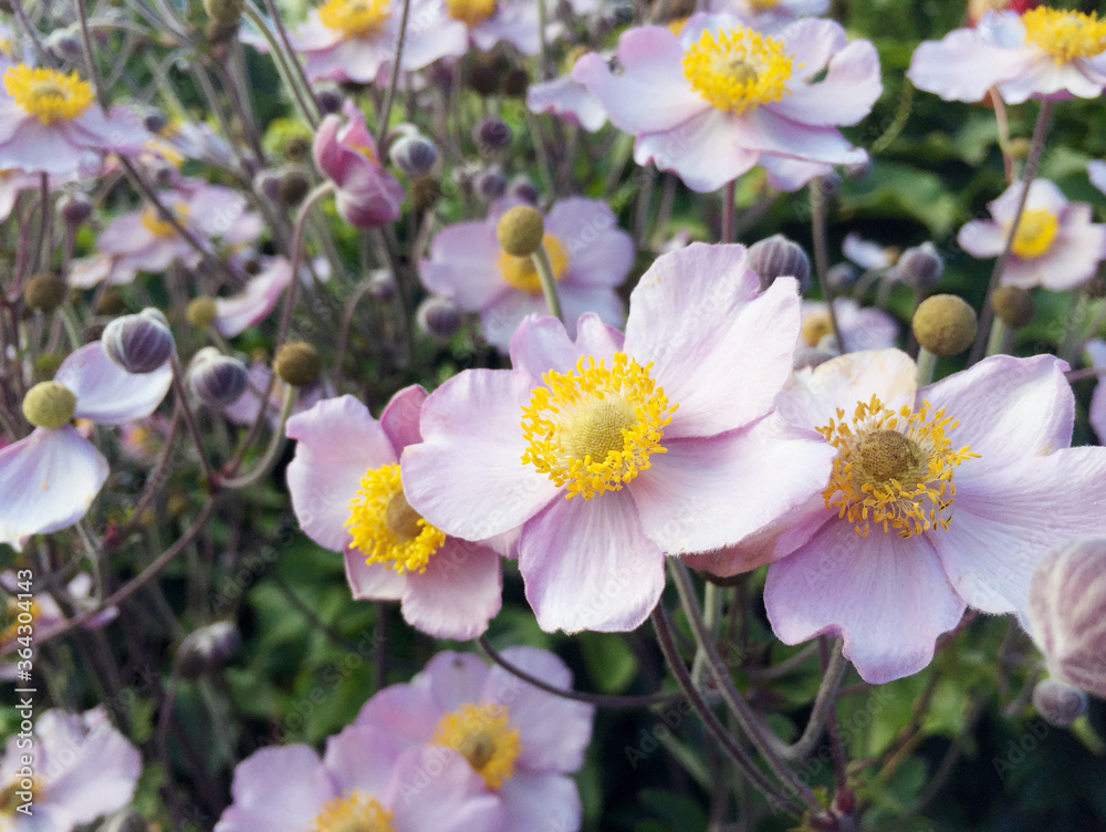Pink beautiful anemone blossom closeup Pink beautiful anemone blossom closeup