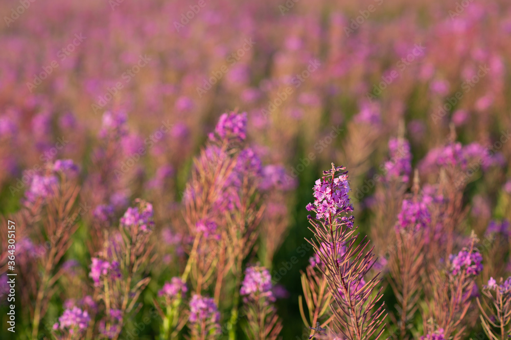 Blooming Sally field of lilac blossom flowers. Blooming Sally field of lilac blossom flowers.