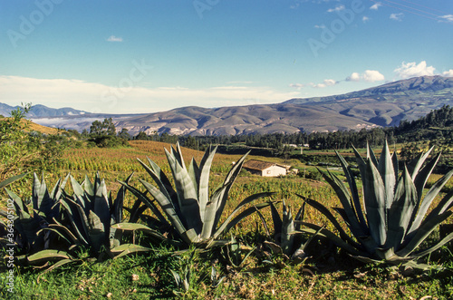 Agave, Agave tequilana, Cordillere des Andes, Equateur photo