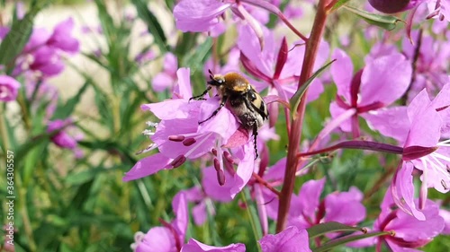 Trichius fasciatus. Beebeetle on fireweed pink flowers photo