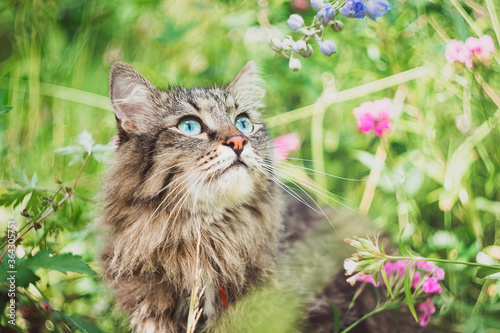 A striped Siberian cat sits in a field and looks at plants and flowers. Walking Pets in nature in the Park