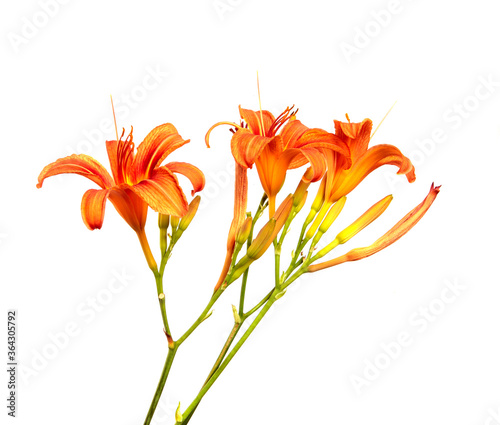 Lily flowers isolated on a white background, closeup. Buds of orange daylily flower, isolate. Spring, a bouquet. Floristics.