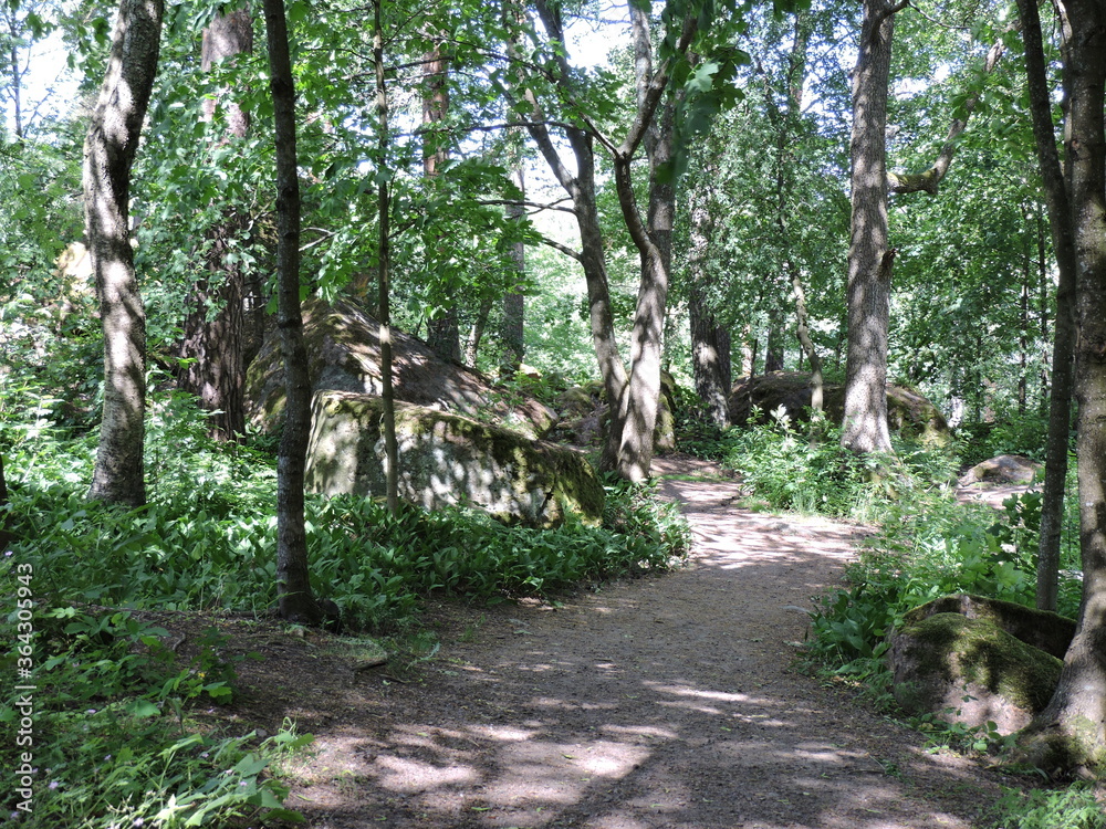 path in the forest, Finland