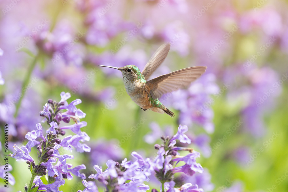 Fototapeta premium Hummingbird in the wild