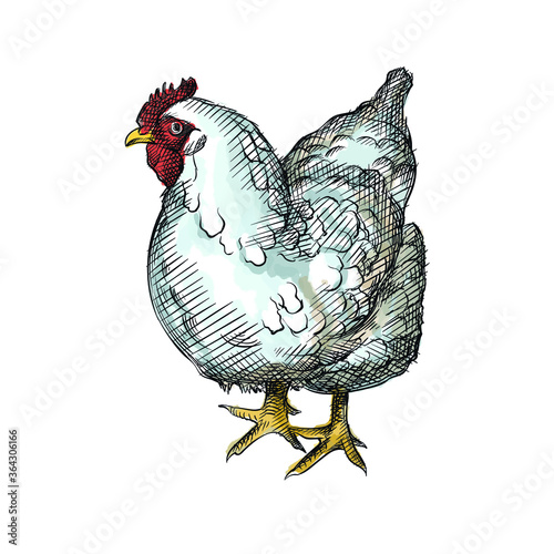 Colorful watercolor Hand-drawn sketch of roost, chicken, hen. 