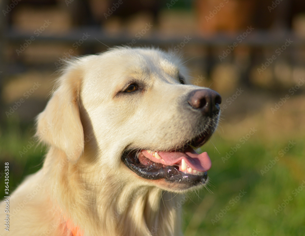 golden retriever golden retriever