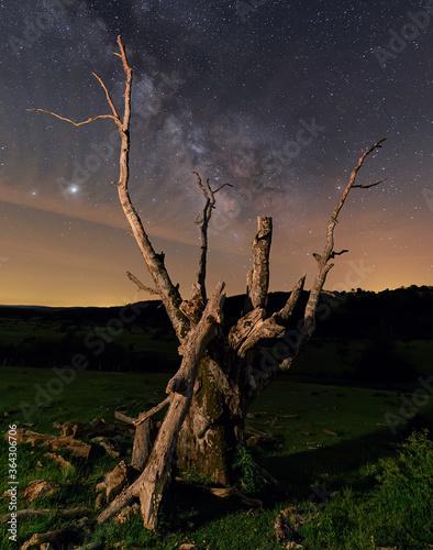 Milky way over a dead tree in Entzia, Alava © aruizhu