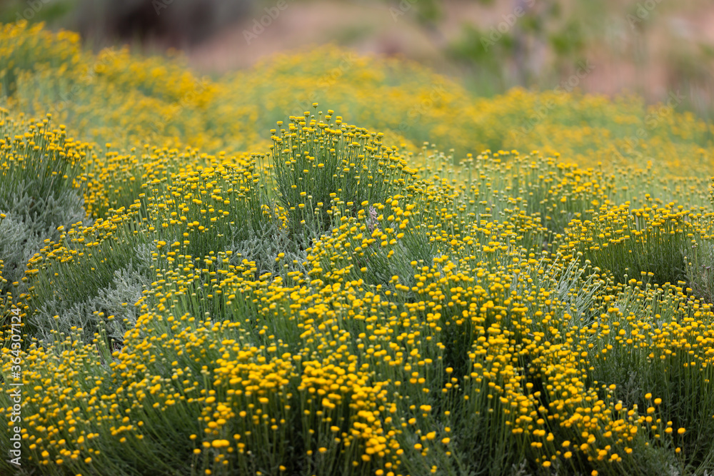 Obraz premium Yellow field