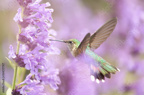 Hummingbird in the wild
