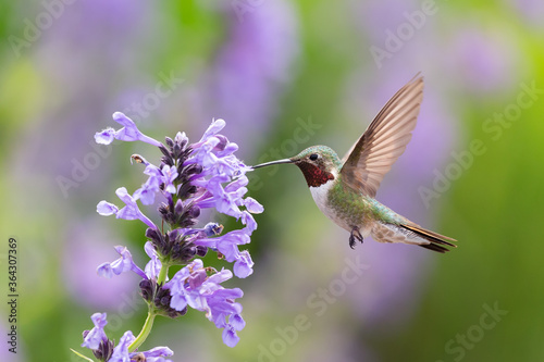 Valokuvatapetti Hummingbird in the wild
