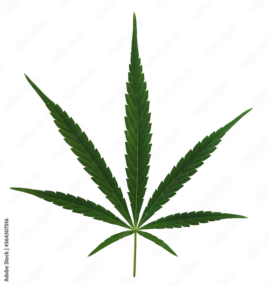 cannabis leaf cannabis leaf