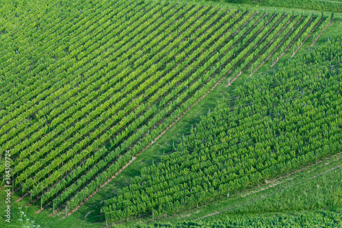 Aerial of Vineyard fields in South Styria, Austria © Lukas
