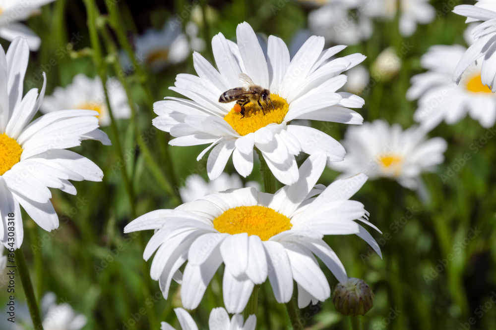 Margeritenblüten mit Honigbiene Margeritenblüten mit Honigbiene
