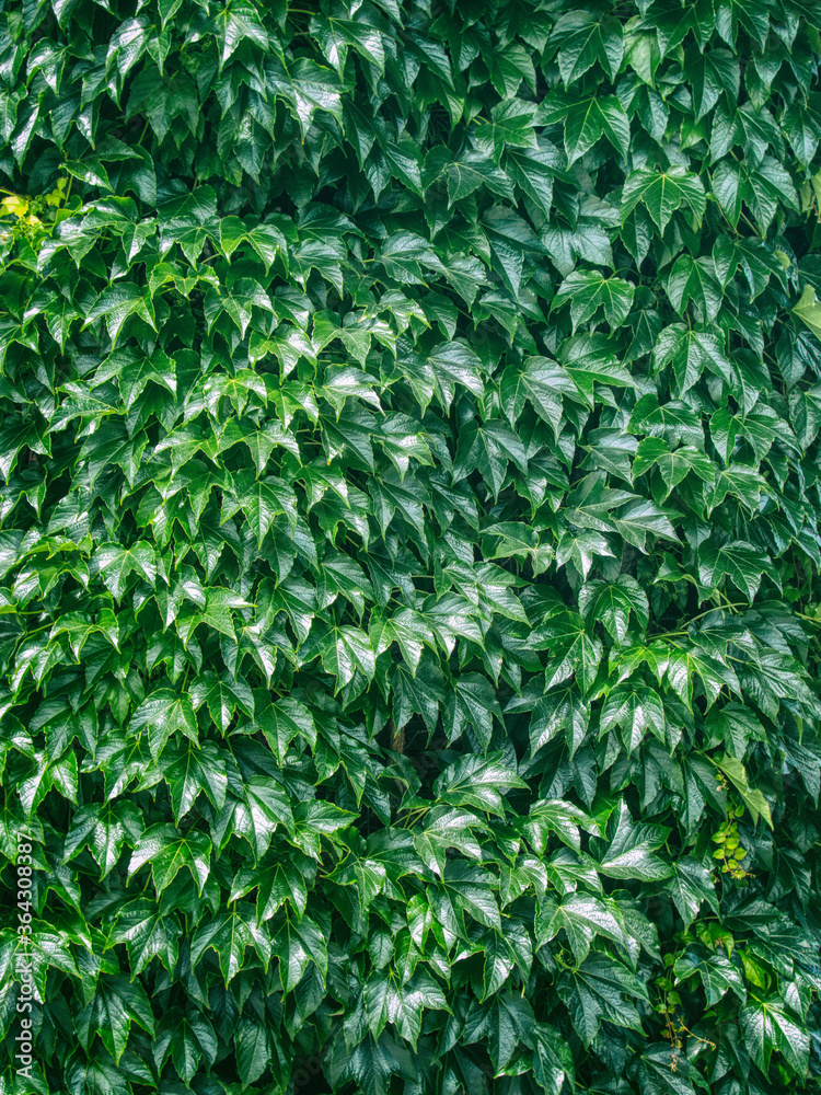 background of green leaves background of green leaves