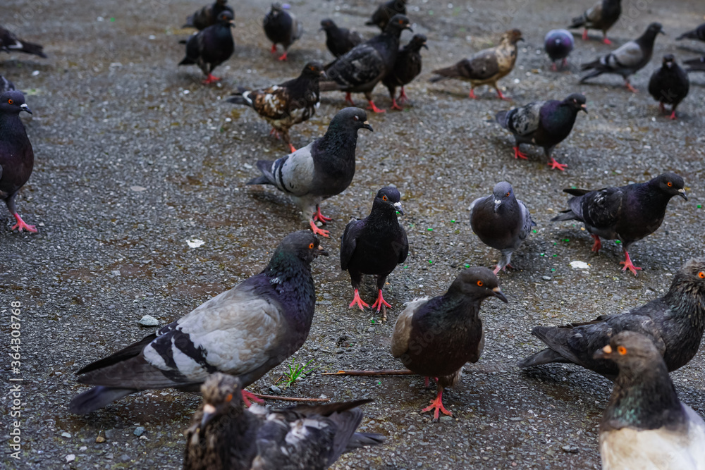 Pigeons walk on the asphalt path Pigeons walk on the asphalt path