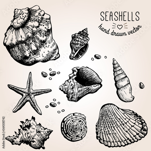 Hand drawn collection of various seashell. Vector illustration. Sea Star, Shells and Sand. Hand Drawn Etching Style.