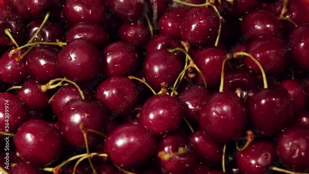 Slow-motion camera moves along a beautiful cherry tree under a stream of water. Cleaning berries from nitrates and pesticides. Slow-motion camera moves along a beautiful cherry tree under a stream of water. Cleaning berries from nitrates and pesticides.