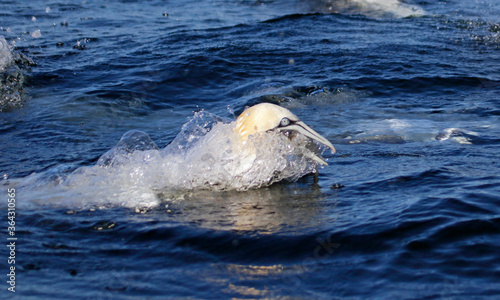 Gannets diving for fish in the North sea off the Yorkshire cost