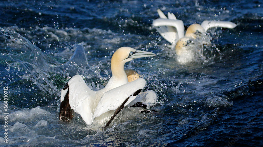 Obraz premium Gannets diving for fish in the North sea off the Yorkshire cost