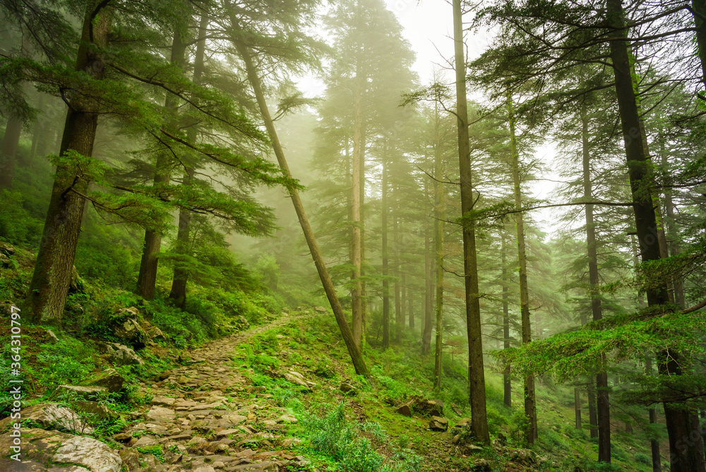 Fototapeta premium View enroute to Triund trekking trail at Mcleodganj, Dhramshala, Himachal Pradesh, India.