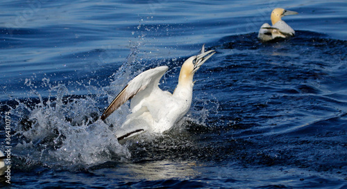 Gannets diving for fish in the North sea off the Yorkshire cost © Stephen