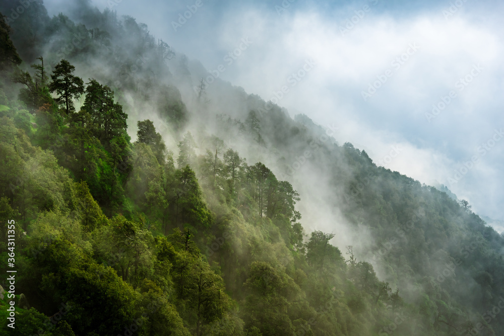 Forested mountain slope with the evergreen conifers shrouded in mist in a scenic landscape view at Mcleod ganj, Himachal Pradesh, India.