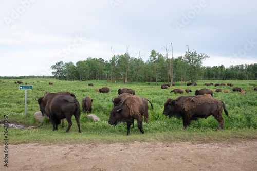[Plains bison]プレーンズバイソンの群れ
