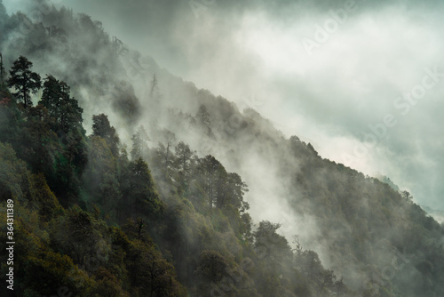 Forested mountain slope with the evergreen conifers shrouded in mist in a scenic landscape view at Mcleod ganj, Himachal Pradesh, India.