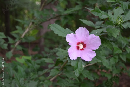 A pink hibiscus flower in the forest