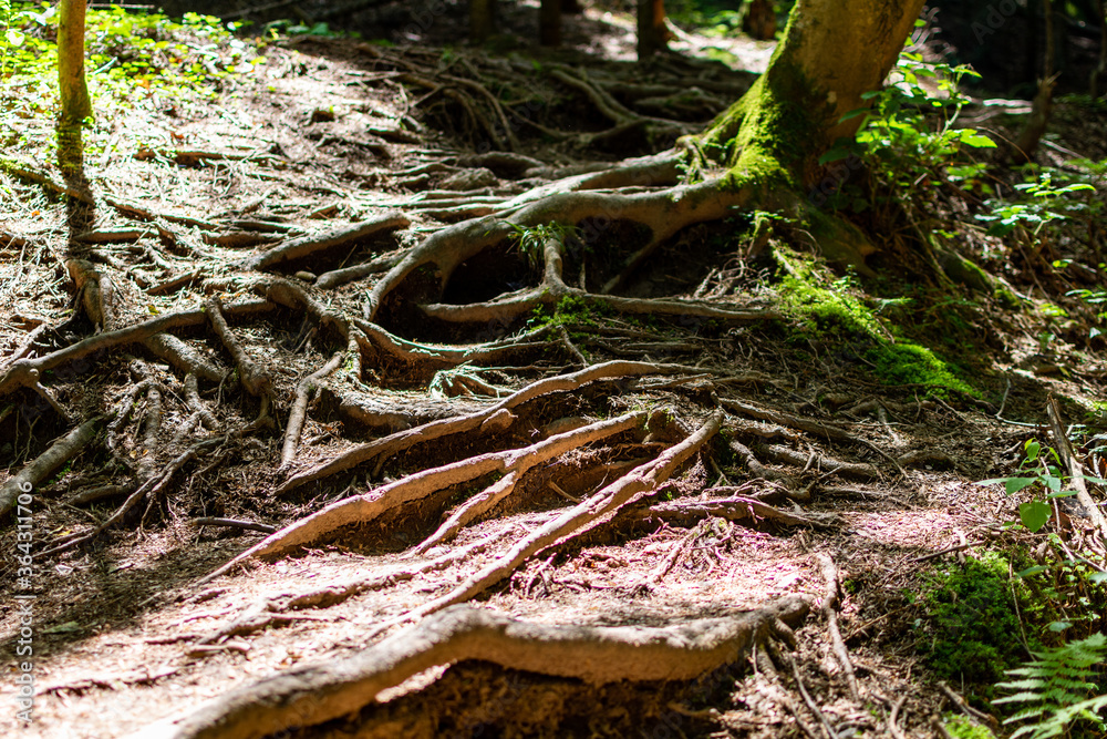 Fototapeta premium Footpath with Trees with big roots in the forest under sunshine in South Styria, Austria trekking