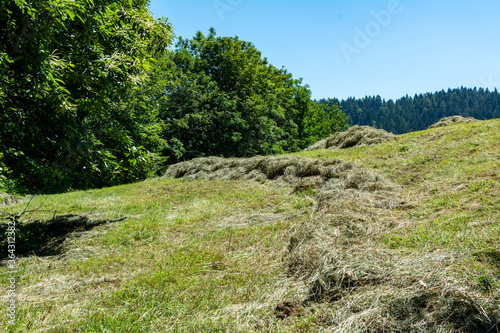 Hay harvest on a freshly mown meadow in South Styria, Austria. Drying grass. Cattle feed. Mowed meadow