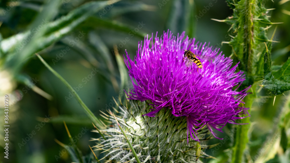 Bee on a purple thistle