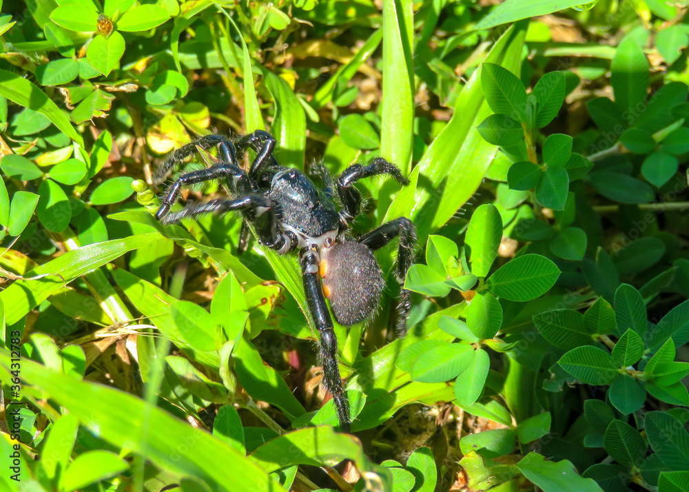 Trap door spider Trap door spider