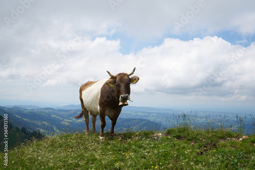 Fototapeta Naklejka Na Ścianę i Meble -  cow facing the camera on a mountain ridge in the bavarian alps