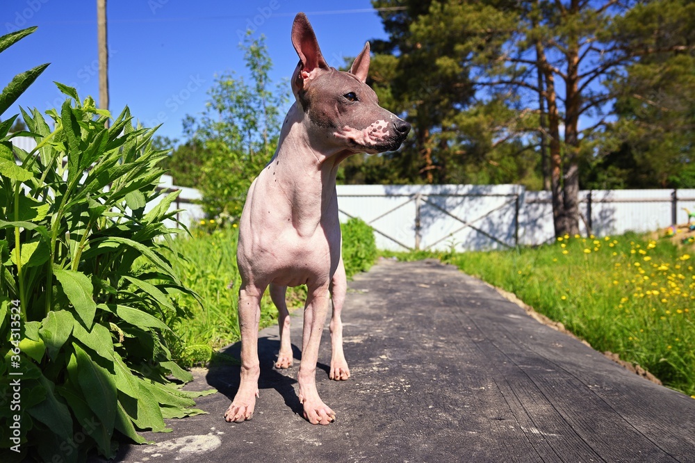 American Hairless Terrier American Hairless Terrier