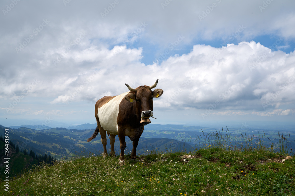 Fototapeta premium cow facing the camera on a mountain ridge in the bavarian alps