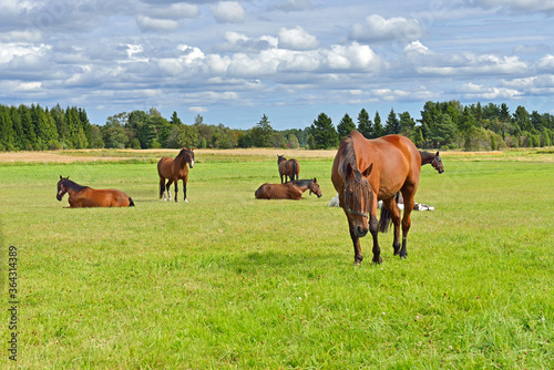 Fototapeta Naklejka Na Ścianę i Meble -  Horses are resting in pasture. Aland Islands