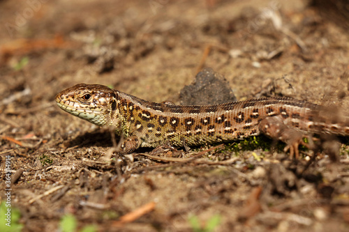 Close up of Lacerta agilis reptile